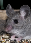 Gray Mouse 8353